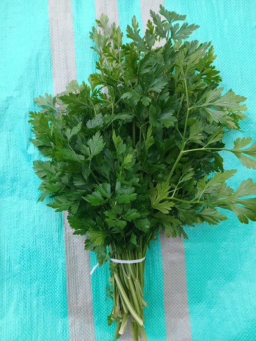 Natka pietruszki pietruszka