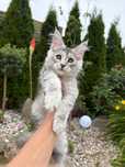 Maine Coon Kotka  Srebrna Z Rodowodem