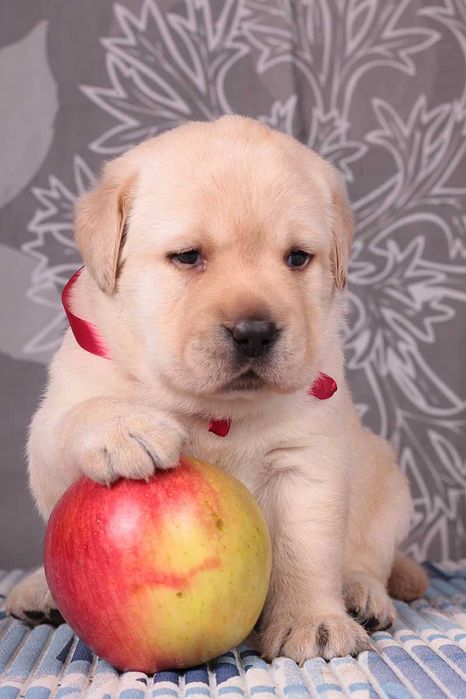 Породные палевые щенки лабрадора. Питомник