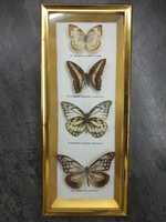 Коллекционные Бабочки Энтомологическая коллекция бабочек