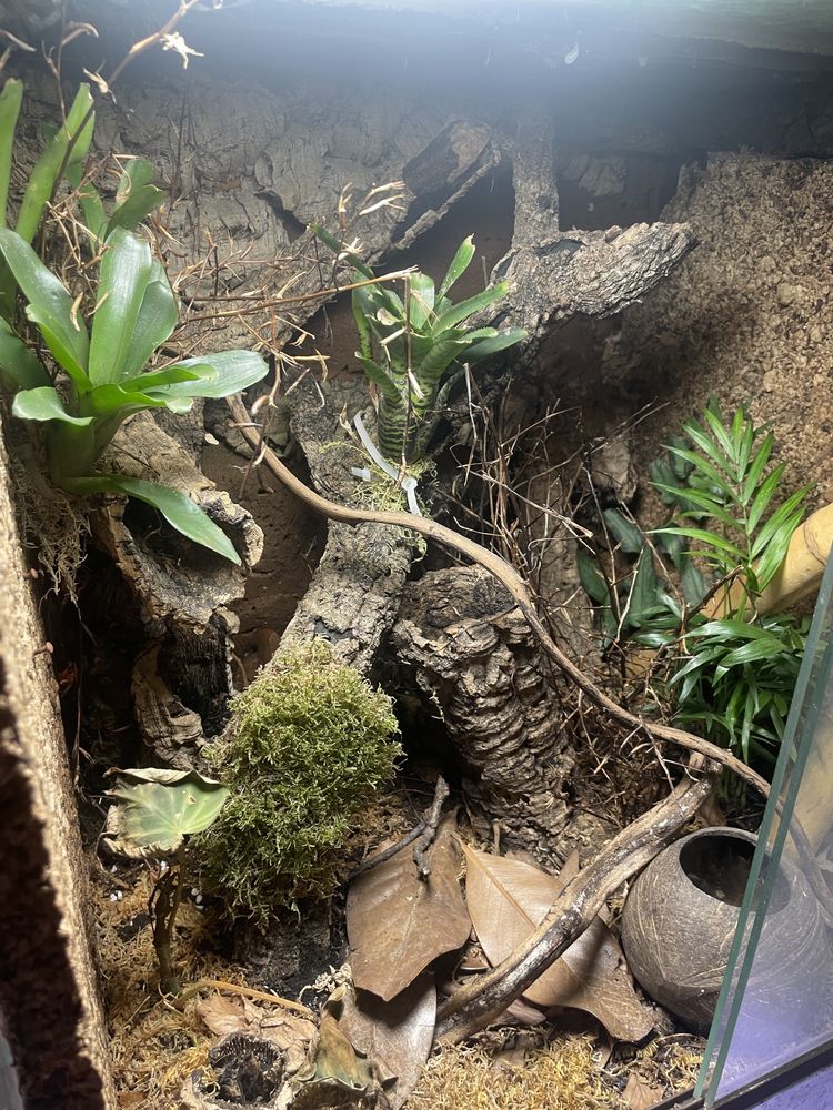 Terrário plantado