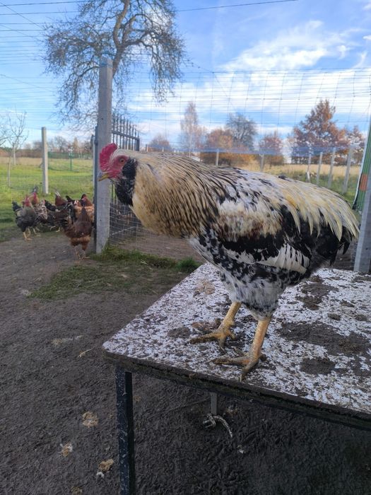 Koguty młode z 2025r.