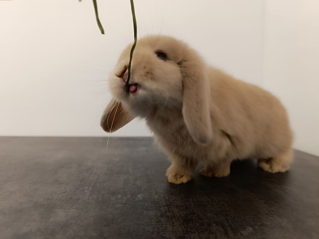 Królik Mini Lop Mini Lopek Króliczek hodowla