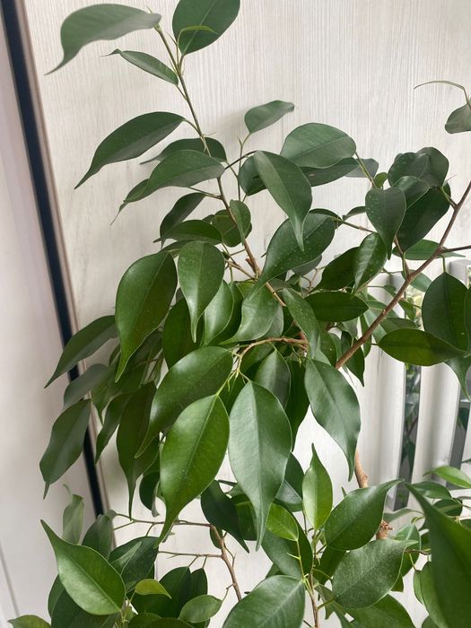 Продается фікус   Цветок