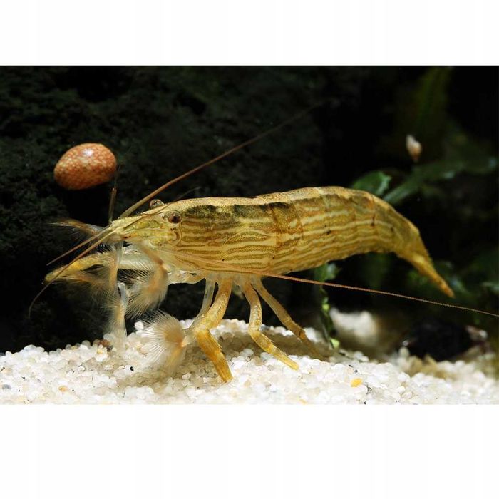 Krewetki filtrujące RYBKA SOSNOWIEC