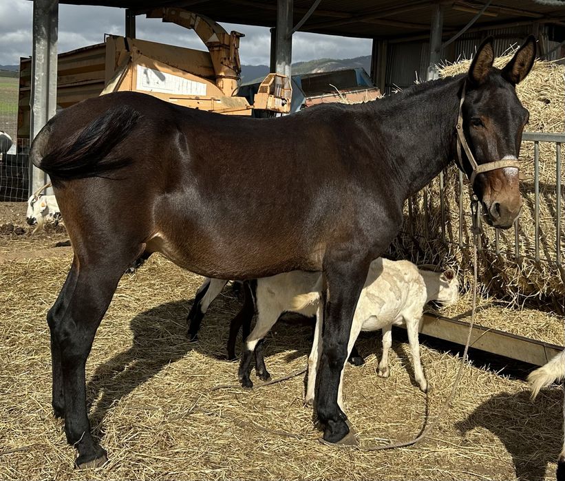 Vendo macho 9 anos engatado