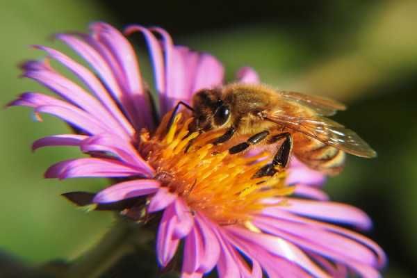 Removo enxames de abelhas