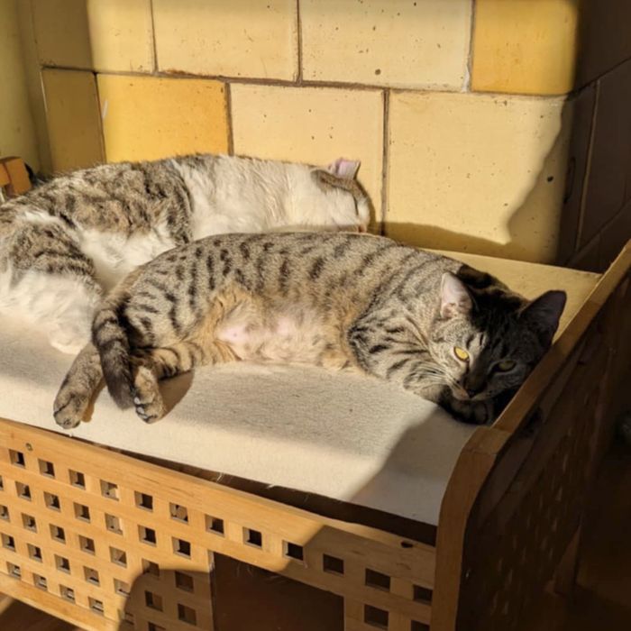 kotka ARI szuka domu