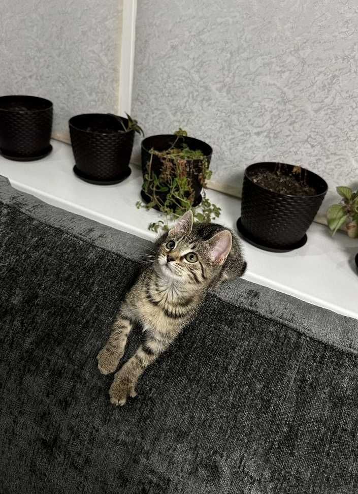 Красивый полосатый котенок мальчик