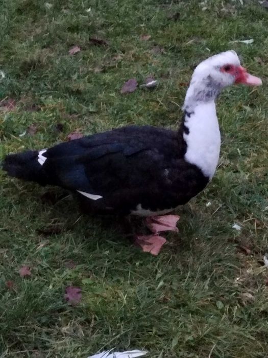 kaczki kaczory francuskie PIŻMOWE