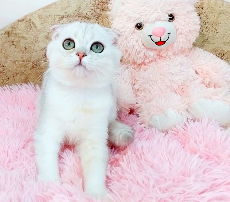 Неймовірно лагідний хлопчик Срібний шиншилка