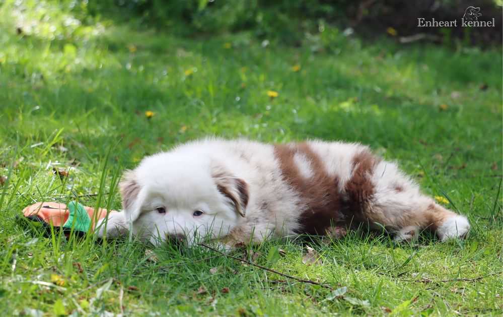 Amerykański owczarek miniaturowy red merle