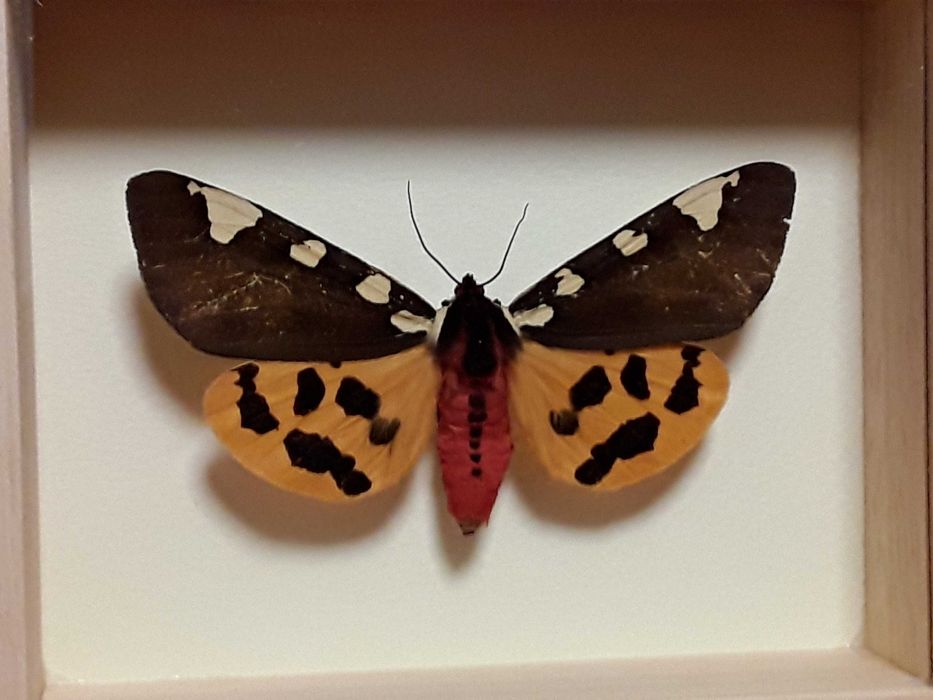 Motyl w ramce 12 x 10 cm . Pericallia matronula , 77 mm .