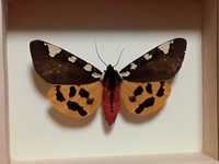 Motyl w ramce 12 x 10 cm . Pericallia matronula , 77 mm .