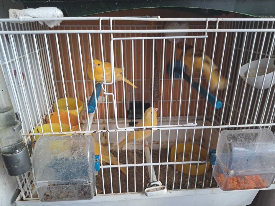 Kanarki samce i samice