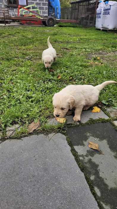 Golden Retriever szczeniak szczeniaki suczka