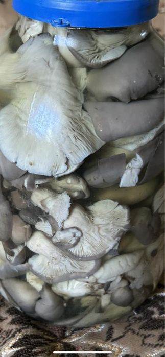 Гриб вешенка маринованая обьем банки 3л Смачна