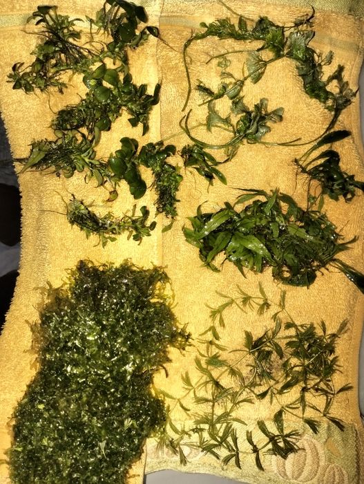 Várias plantas de aquário