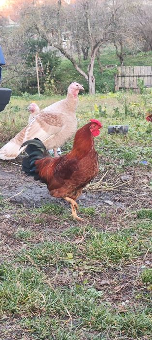 Продам півника (з весни 2025 року)