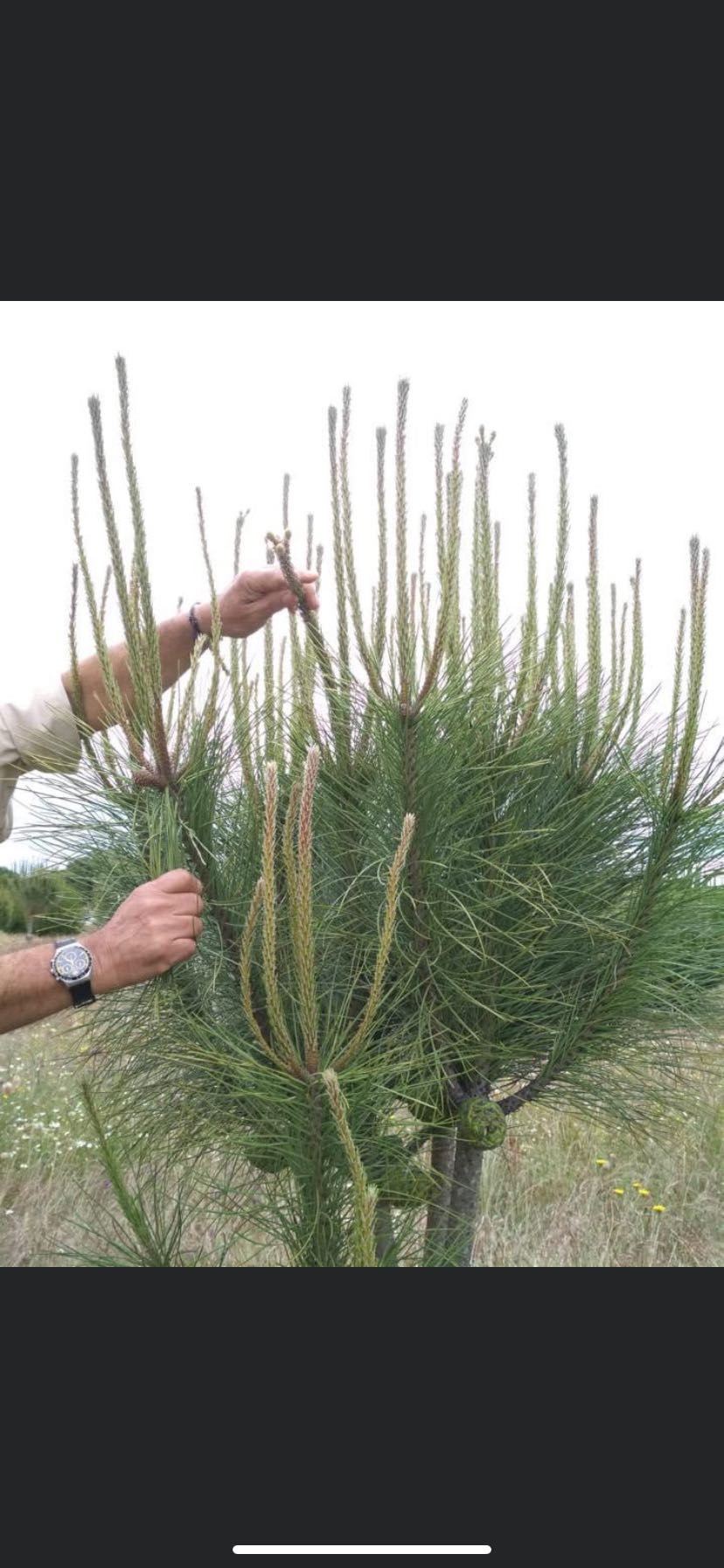 Enxertos Pinheiro Manso