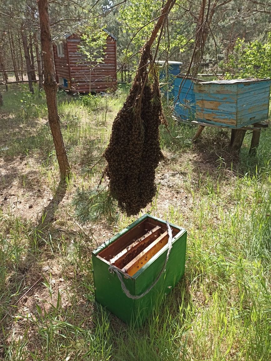 Бджоли, відводки