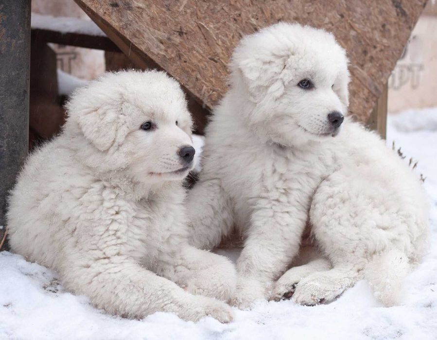 polski owczarek podhalański-szczenię z rodowodem