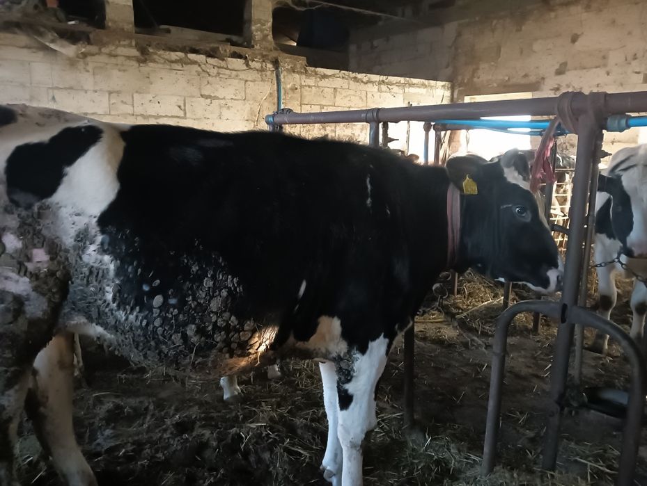 Jałówki wysokocielne