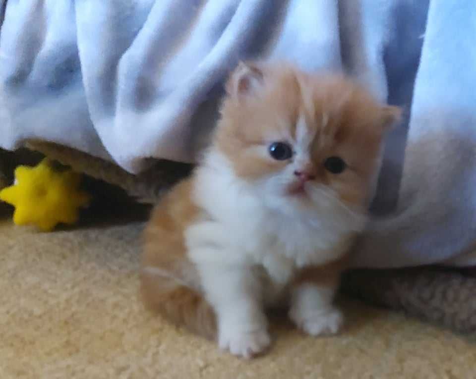 gatinho persa puro bicolor