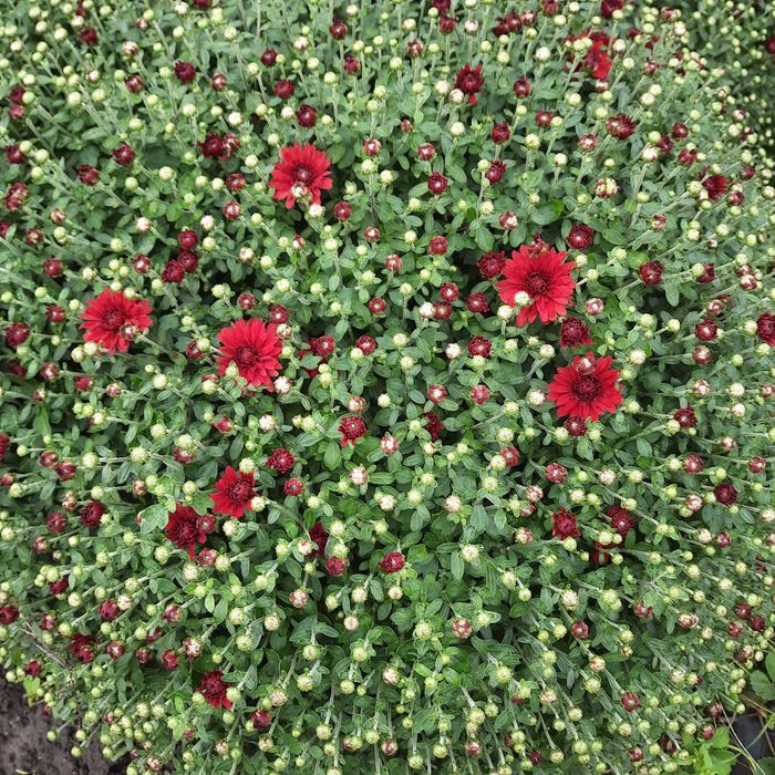 Хризантеми шаровидні