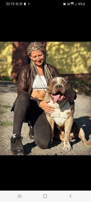 American Bully XL! Kolejne pokolenie po Grand Championach!