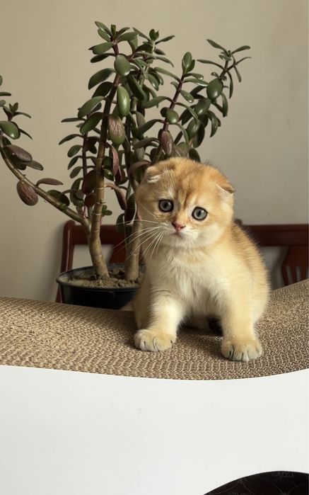 Кошеня хлопчик золота шиншила