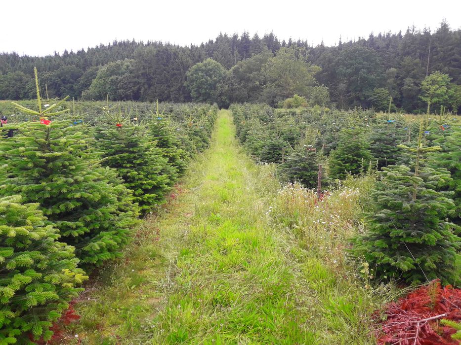 Jodła Kaukaska z plantacji cięta lub w donicy - tuchoinki.pl PLANTACJE