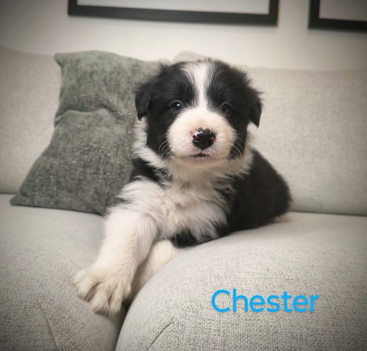Border Collie Piesek Czarno-biały Badania