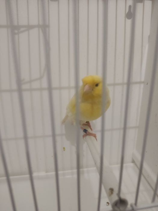 Koroniak niemiecki samiec i samica