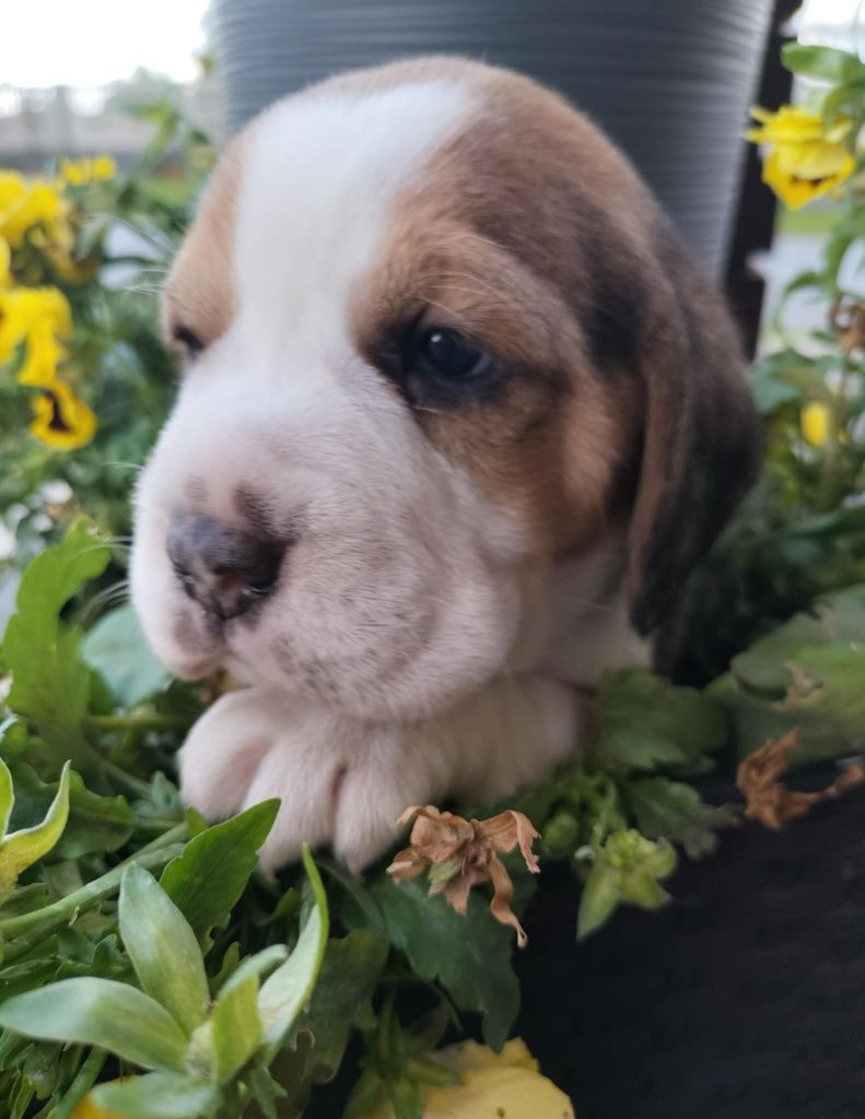 Szczeniak Beagle