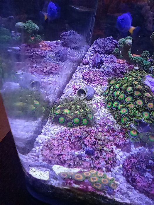 Zoanthus rasta, zoa, akwarium morskie, akwarystyka.