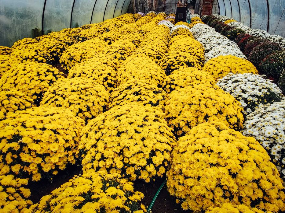 Chryzantemy drobnokwiatowe