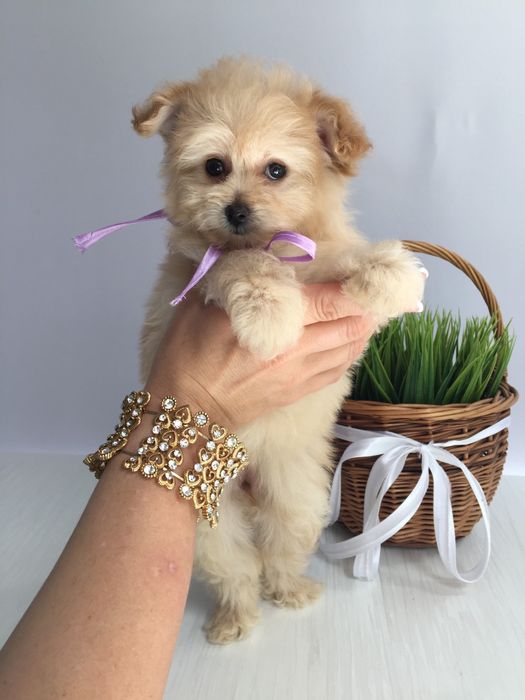 Помапу неймовірні дівчатка