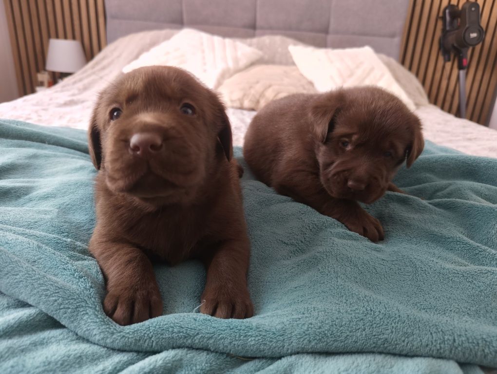 Labrador czekoladowy