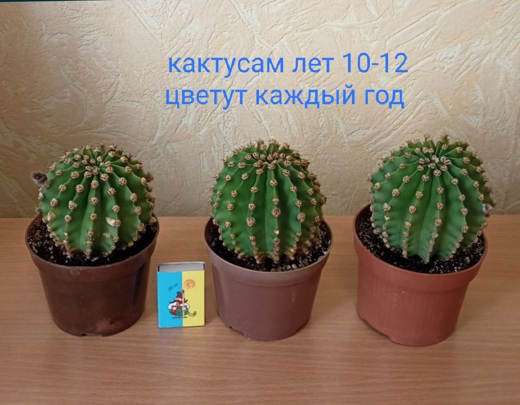 Кактус эхинопсис, хавортия