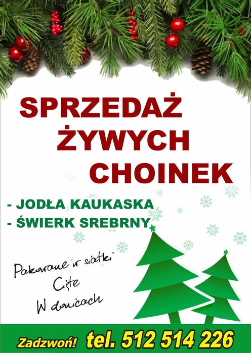 Choinki Plantacja Świerk Srebrny,Jodła Kaukaska
