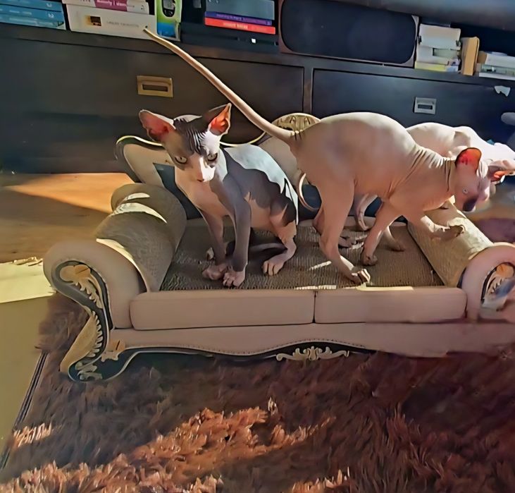 Kot sfinks piękny kocurek sphynx