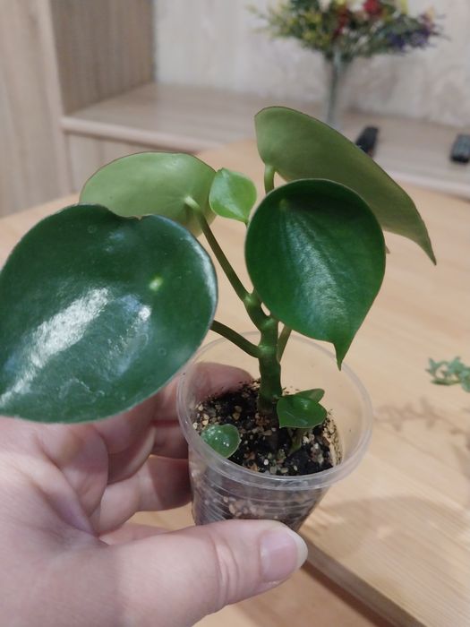 Квіти кімнатні на обмін