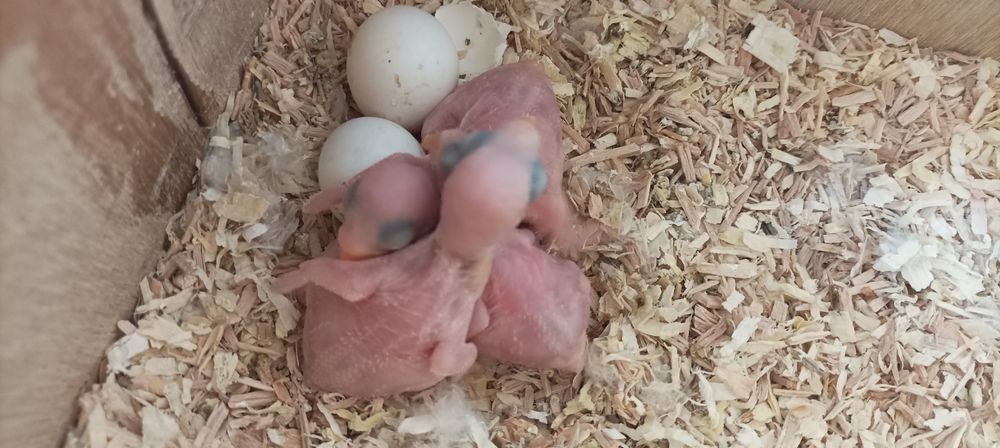 Ring Neck disponíveis