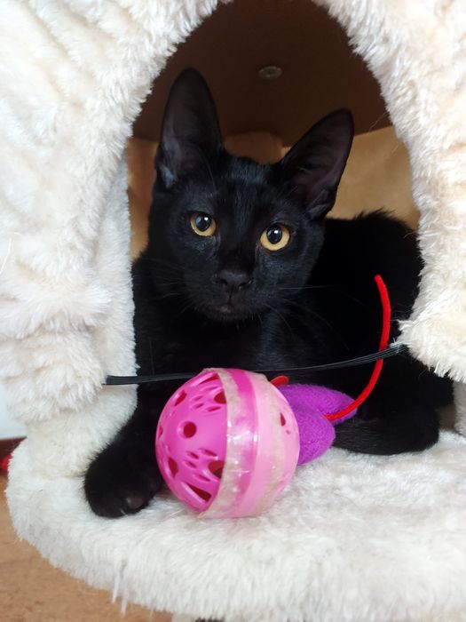 Gatinho preto para adoção