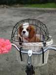 Reproduktor Cavalier King Charles Spaniel (metryka ZKwP)