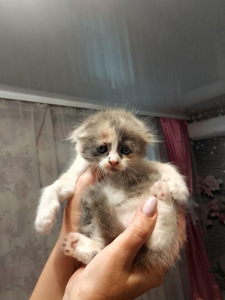 Продам котика вислоухого