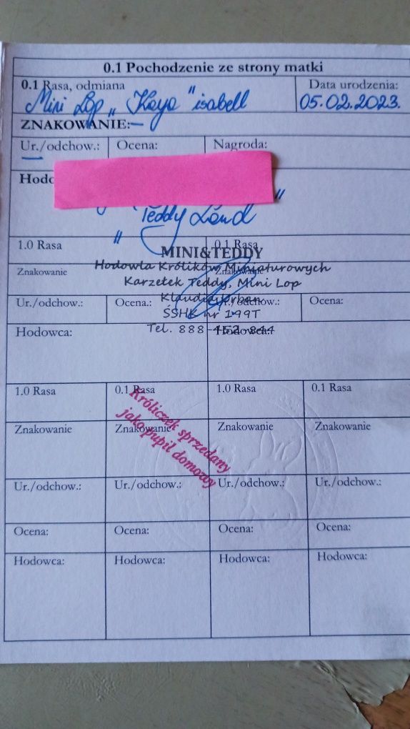 Krolik Króliki miniaturki Mini Lop