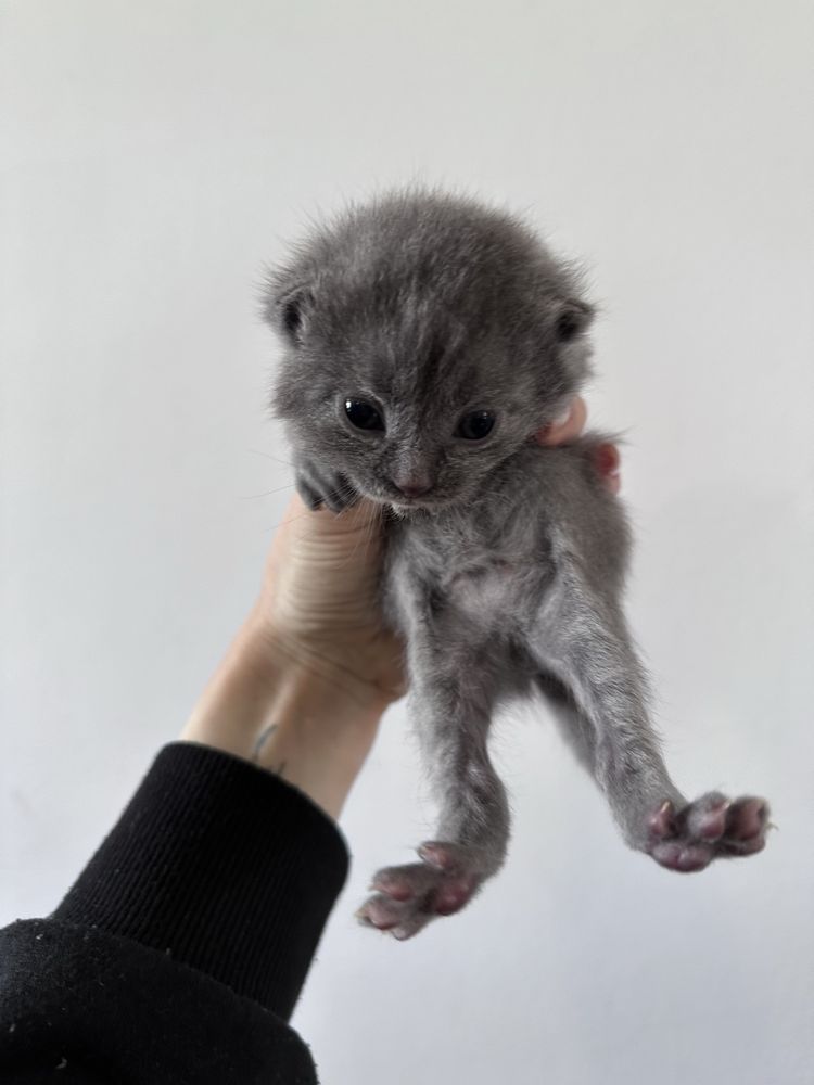 Британські кошенята