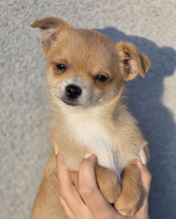 CHIHUAHUA piesek szczeniak gotowy do odbioru z metryką